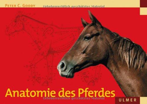 Anatomie des Pferdes