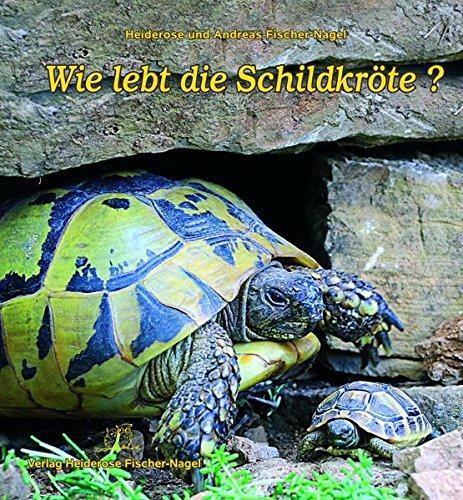 Wie lebt die Schildkröte?