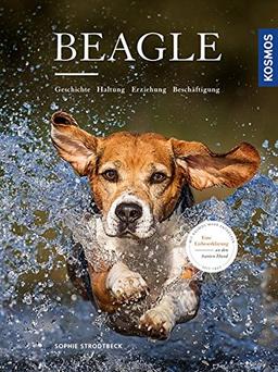 Beagle: Geschichte, Haltung, Erziehung, Beschäftigung