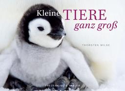 Kleine Tiere ganz groß - Tischaufsteller im Schuber: Mit immerwährendem Kalendarium