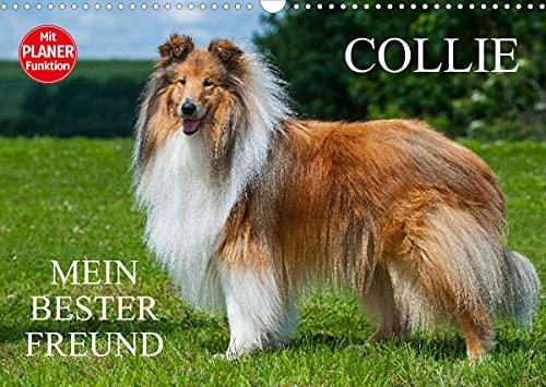 Collie - Mein bester Freund (Wandkalender 2022 DIN A3 quer)