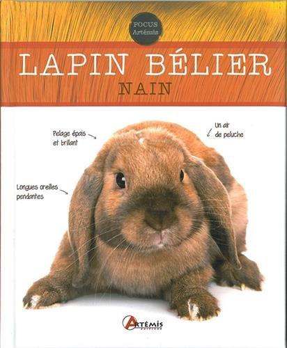 Le lapin bélier nain