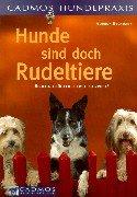 Hunde sind doch Rudeltiere: Richtig glücklich erst zu zweit?