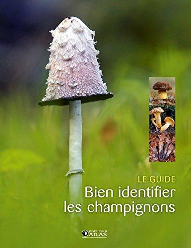 Bien identifier les champignons : le guide