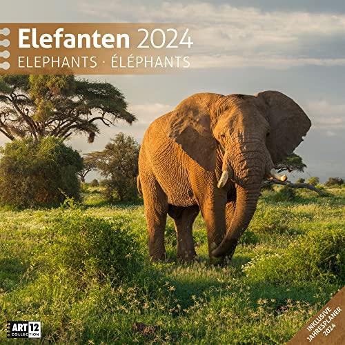 Elefanten 2024, Wandkalender / Broschürenkalender im Hochformat (aufgeklappt 30x60 cm) - Geschenk-Kalender mit Monatskalendarium zum Eintragen