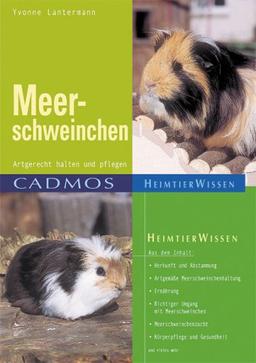 Meerschweinchen: Artgerecht halten und pflegen