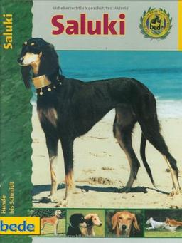 Saluki, Praxisratgeber