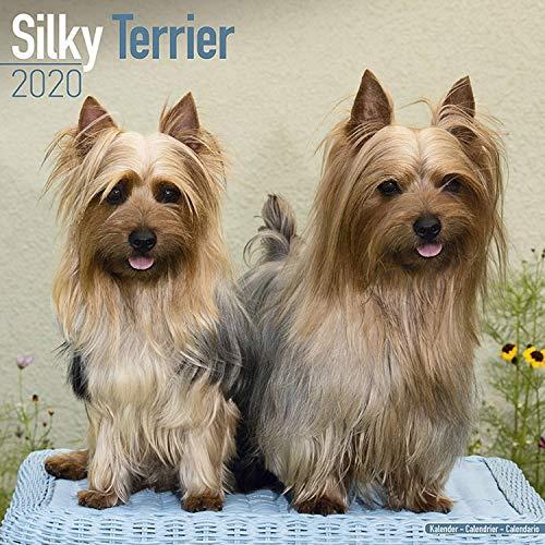 Silky Terrier 2020: Original Avonside-Kalender [Mehrsprachig] [Kalender] (Wall-Kalender)