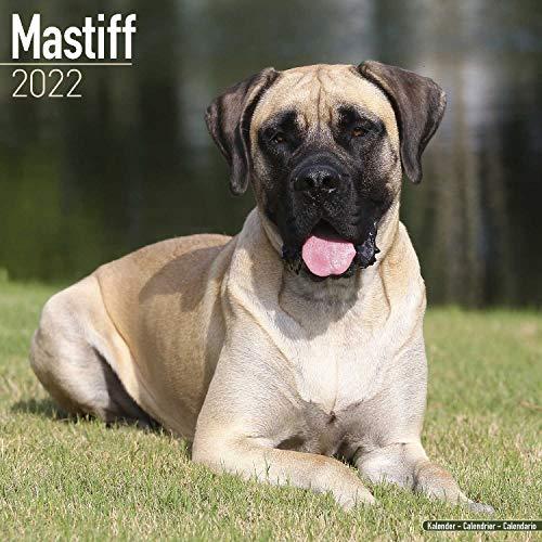 Mastiff 2022 - 16-Monatskalender: Original Avonside-Kalender [Mehrsprachig] [Kalender] (Wall-Kalender)