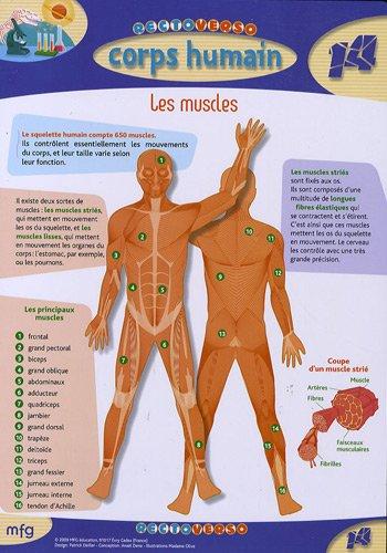 Les muscles