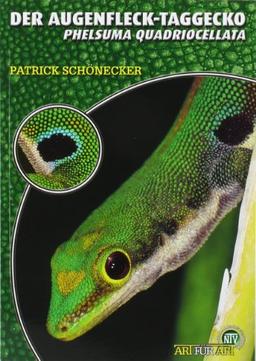 Der Augenfleck-Taggecko: Phelsuma quadriocellata