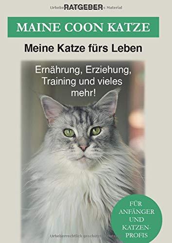 Maine Coon: Maine Coon Katze Ratgeber - Erziehung, Ernährung und Pflege