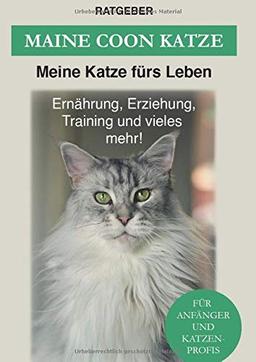 Maine Coon: Maine Coon Katze Ratgeber - Erziehung, Ernährung und Pflege