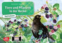 Tiere und Pflanzen in der Hecke. Kamishibai Bildkartenset.: Bildergeschichte für den Sachunterricht in der Grundschule. Geeignet für die Klassen 1-4 (Sachwissen für das Kamishibai)