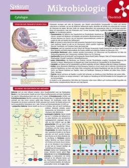 Lerntafel: Mikrobiologie im Überblick (Lerntafeln Biologie)