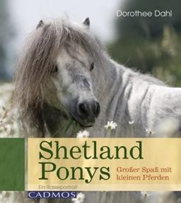 Shetland Ponys: Großer Spaß mit kleinen Pferden