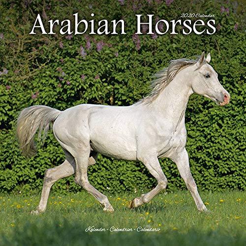 Avonside Publishing Ltd: Arabian Horses Calendar 2020