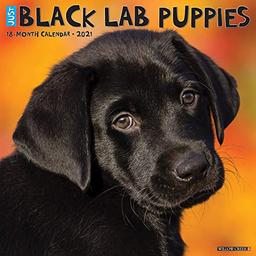 Just Black Lab Puppies 2021 Calendar