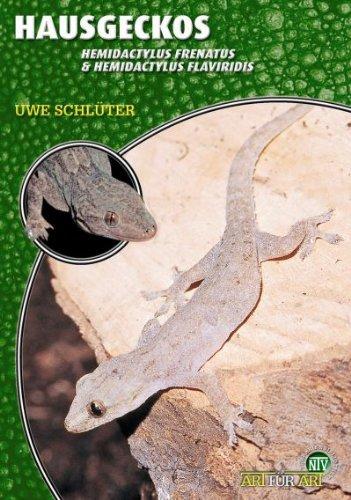 Hausgeckos: Hemidactylus frenatus & Hemidactylus flaviviridis