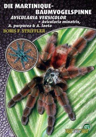 Die Martinique-Baumvogelspinne: Avicularia versicolor