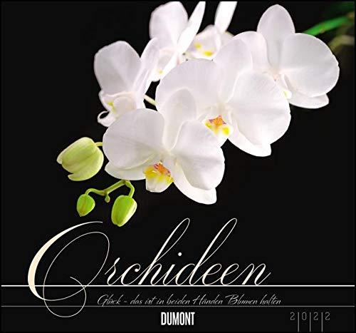 Orchideen 2022 - DUMONT Wandkalender - mit den wichtigsten Feiertagen - Format 38,0 x 35,5 cm