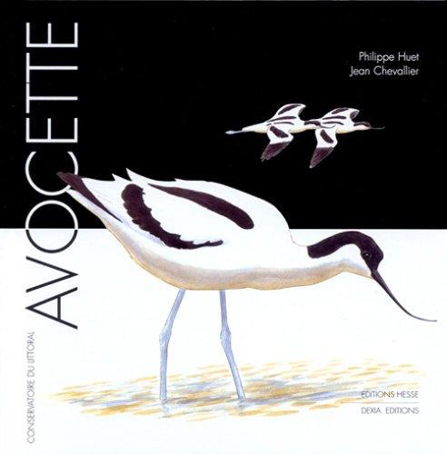 Avocette