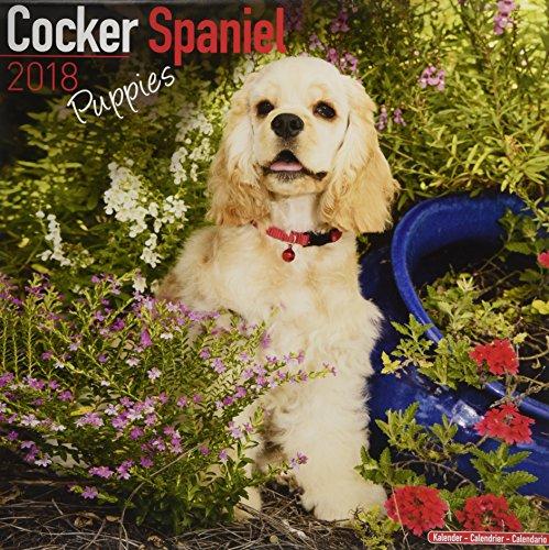 Cocker Spaniel Puppies Calendar 2018 (Mini Square)