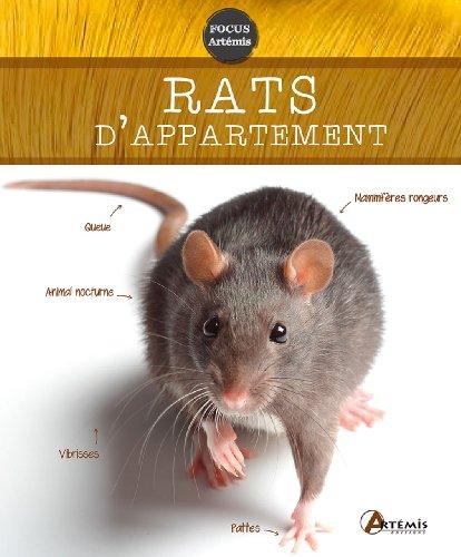 Rats d'appartement