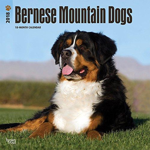 Bernese Mountain Dogs - Berner Sennenhunde 2018 - 18-Monatskalender mit freier DogDays-App: Original BrownTrout-Kalender [Mehrsprachig] [Kalender] (Wall-Kalender)