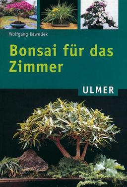 Bonsai für das Zimmer