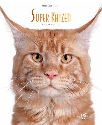 Super Katzen (Natur, Tiere)