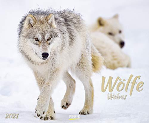 Wölfe 2021: Großer Wandkalender. Foto-Kunstkalender über den Wolf. Querformat 55 x 45,5 cm.