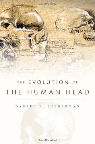 Evolution of the Human Head