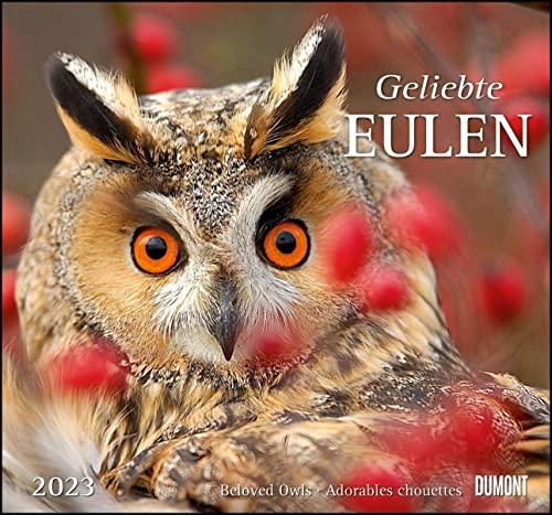 Geliebte Eulen 2023 - DUMONT Wandkalender - mit den wichtigsten Feiertagen - Format 38,0 x 35,5 cm