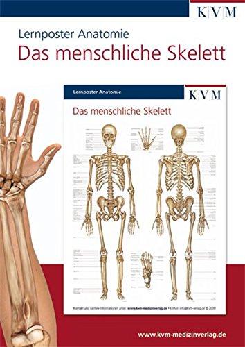 Anatomie Lernposter: Das menschliche Skelett