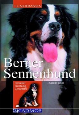 Berner Sennenhund: Charakter, Erziehung, Gesundheit