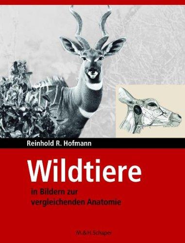 Wildtiere in Bildern zur vergleichenden Anatomie