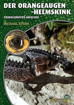 Der Orangeaugen-Helmskink: Tribolonotus gracilis