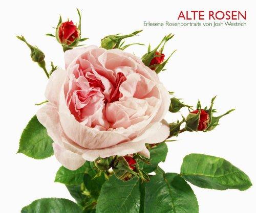 Alte Rosen