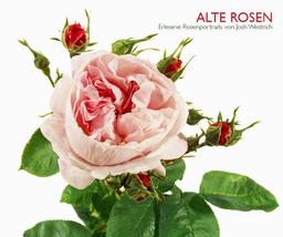 Alte Rosen