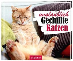 Einfach mal abschalten: Unglaublich Gechillte Katzen