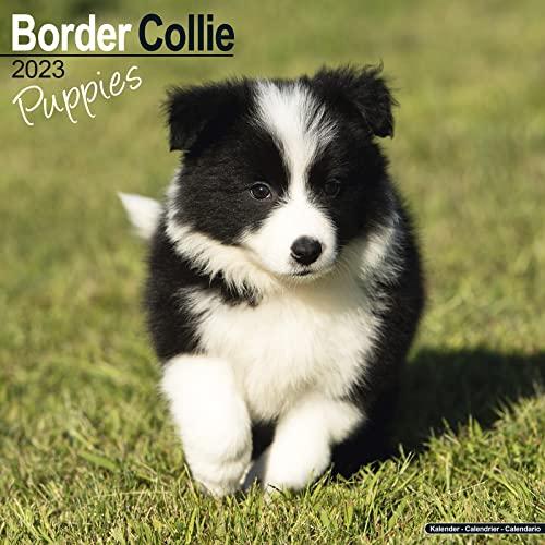 Border Collie Puppies - Border Collie Welpen 2023 - 16-Monatskalender: Original Avonside-Kalender [Mehrsprachig] [Kalender] (Wall-Kalender)