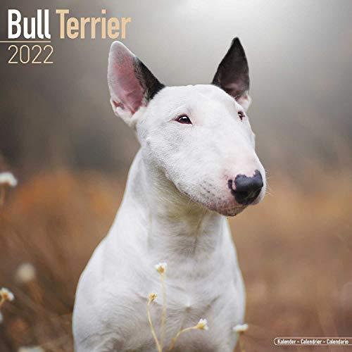 Bull Terrier - Bull Terrier 2022 - 16-Monatskalender: Original Avonside-Kalender [Mehrsprachig] [Kalender] (Wall-Kalender)