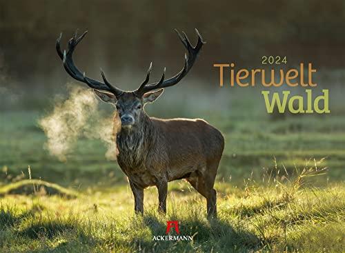 Tierwelt Wald Kalender 2024, Wandkalender im Querformat (45x33 cm) - Tierkalender mit heimischen Wildtieren, Tiere in Deutschland