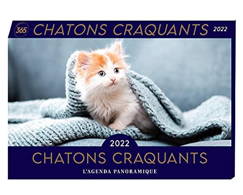 Chatons craquants 2022 : l'agenda panoramique