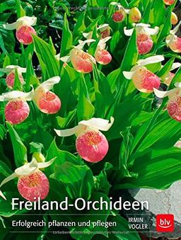 Freiland-Orchideen: Erfolgreich pflanzen und pflegen