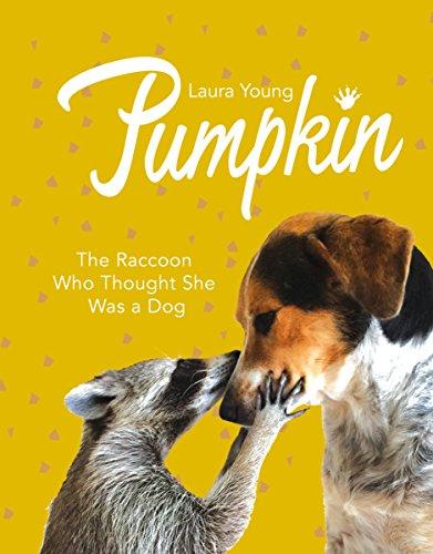 Pumpkin: The Raccoon Who Thought She Was a Dog