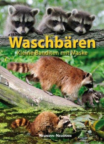 Waschbären: Kleine Banditen mit Maske