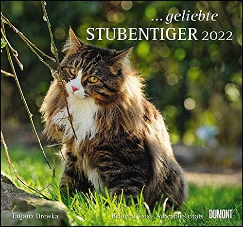 ... geliebte Stubentiger 2022 - DUMONT Wandkalender - mit den wichtigsten Feiertagen - Format 38,0 x 35,5 cm