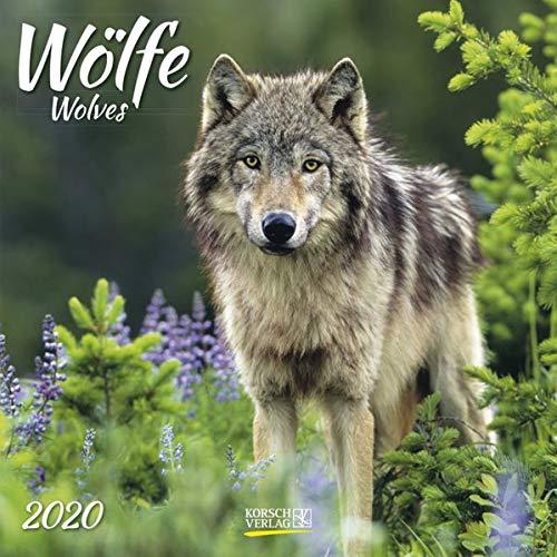 Wölfe 2020: Broschürenkalender mit Ferienterminen. Fasziniernde Bilder von Wölfen. 30 x 30 cm